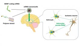 mRNA Delivery System Protects Neurons After Stroke