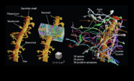 Imaging Technique Reveals Living Brain Tissue in its Complexity