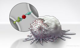 Making Tumors Tastier for the Immune System