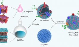 Improved Membrane Coating for Anti-Cancer Nanoparticles