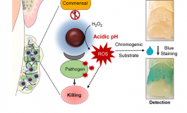 Iron Oxide Nanoparticles Suppress Oral Biofilms