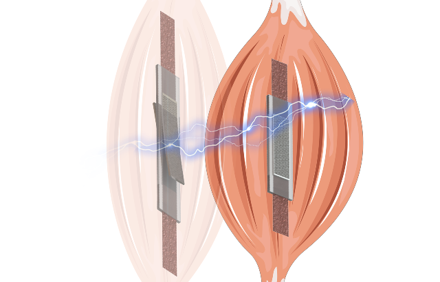 Artificial Muscle Changes Stiffness with Voltage